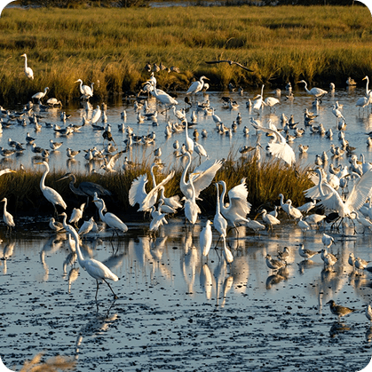 Bird watching in Sri Lanka