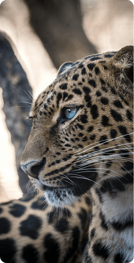 Sri Lanka wildlife and safari