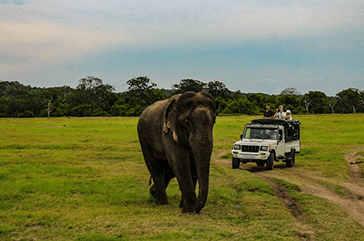 Sri Lanka elephant safari